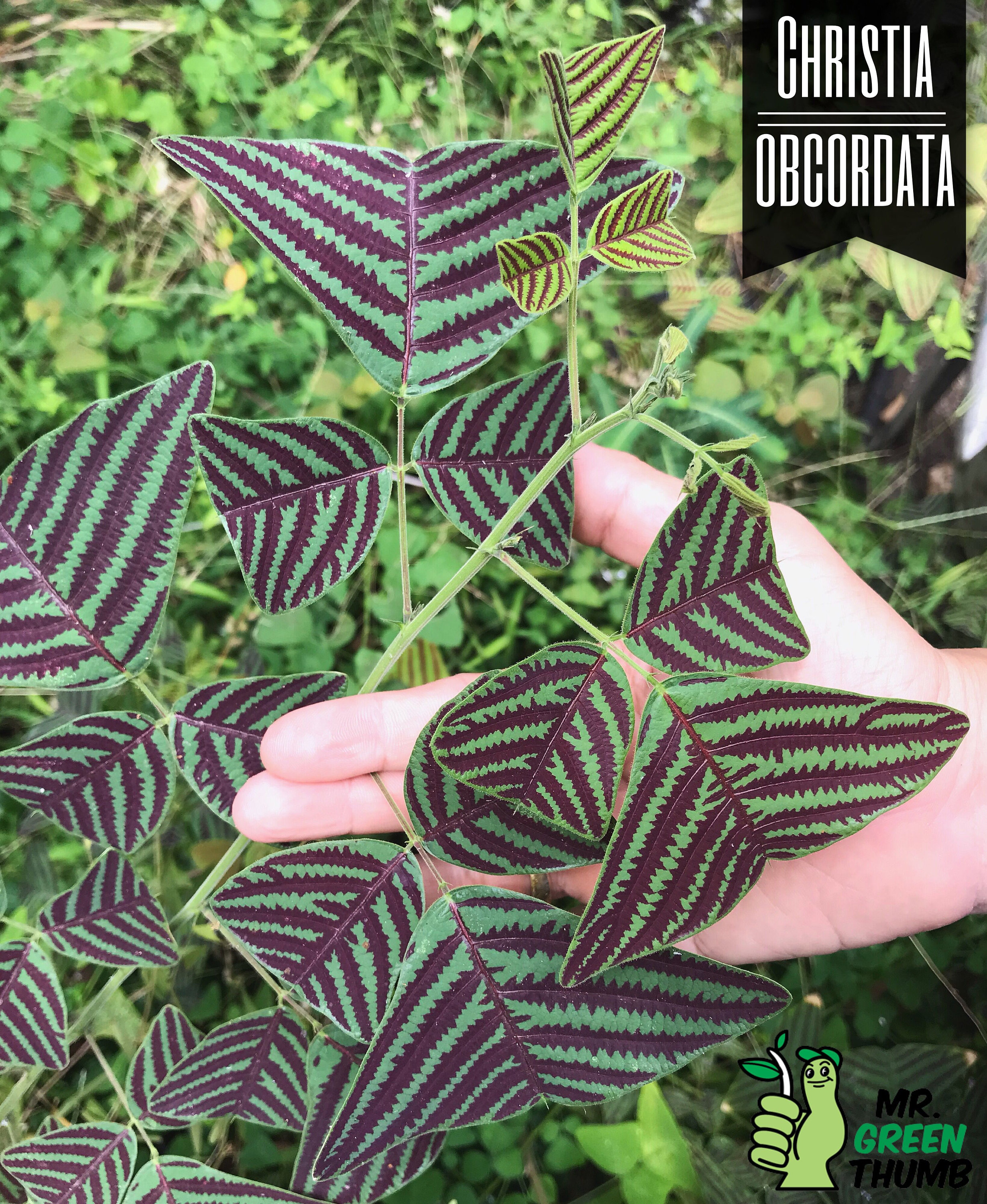 Organic LARGE LEAF Christia Obcordata or Butterfly Wing Plant or 