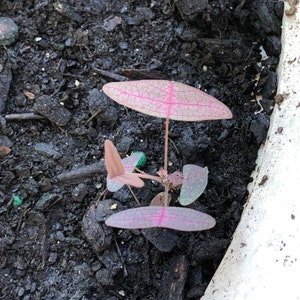 Op de afbeelding: Een kleine roze en groene plant met delicate bladeren die in donkere aarde groeit.