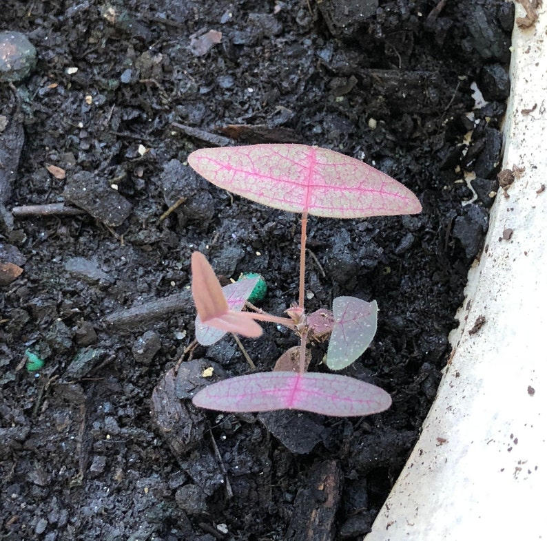 Op de afbeelding: Een kleine roze en groene plant met delicate bladeren die in donkere aarde groeit.