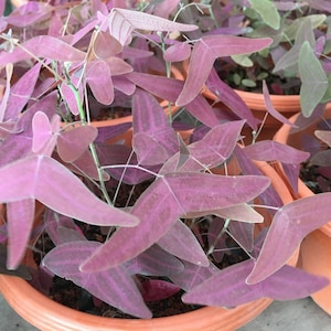 Op de afbeelding: Een close-up van een plant in een pot met levendige paarse bladeren. De bladeren zijn stervormig en hebben een delicate, bijna doorschijnende kwaliteit. De plant staat in een terracotta pot.