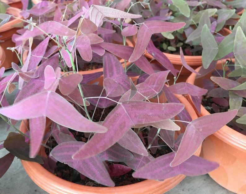 Op de afbeelding: Een close-up van een plant in een pot met levendige paarse bladeren. De bladeren zijn stervormig en hebben een delicate, bijna doorschijnende kwaliteit. De plant staat in een terracotta pot.