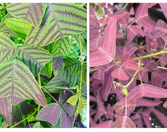 Large Leaf Christia Obcordata and Vespertilionis Butterfly Wing Plant Seeds – Combo Pack