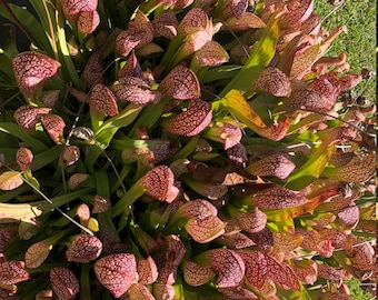 LIVE Sarracenia Dixie Lace, Pitcher Plant, Large mature plant