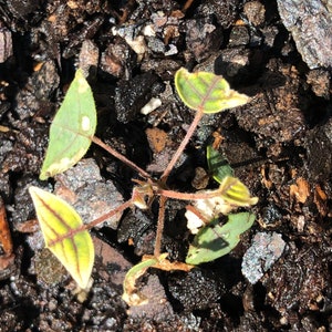 Op de afbeelding: Een close-up van een kleine plant met groene en gele bladeren die groeit in donkerbruine mulch.