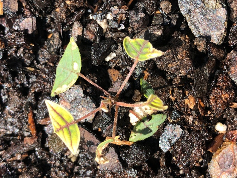 Op de afbeelding: Een close-up van een kleine plant met groene en gele bladeren die groeit in donkerbruine mulch.