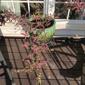 Op de afbeelding: Een plant in een pot met donkergroene bladeren en paarse stengels die over de rand van een groene keramische pot hangen. De plant staat op een zwarte metalen standaard op een bruin houten dek.