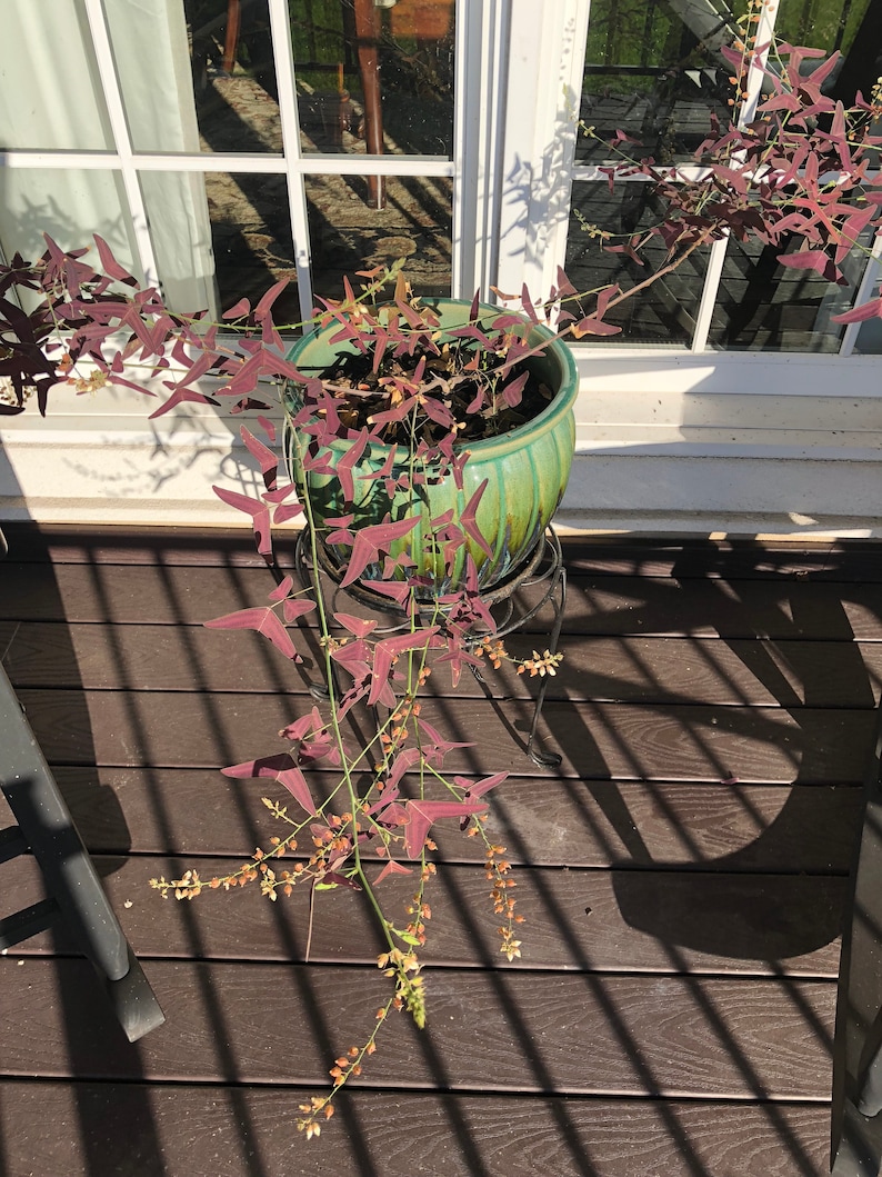 Op de afbeelding: Een plant in een pot met donkergroene bladeren en paarse stengels die over de rand van een groene keramische pot hangen. De plant staat op een zwarte metalen standaard op een bruin houten dek.