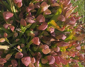 LIVE Sarracenia Dixie Lace, Pitcher Plant,  mature division often multiple plants