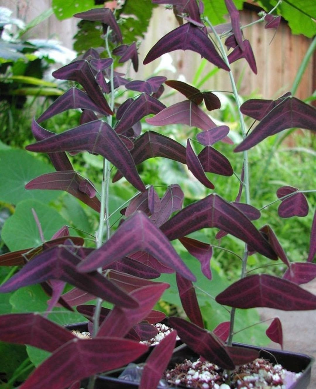 Organic Red Wing BUTTERFLY Plant Bat Wing Christia Vespertilionis Mariposa FRESH REAL Organic