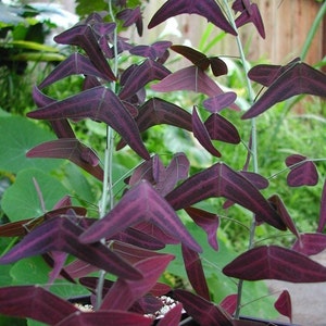 Organic Red Wing BUTTERFLY  Plant Bat Wing   Christia Vespertilionis Mariposa FRESH REAL organic Seeds