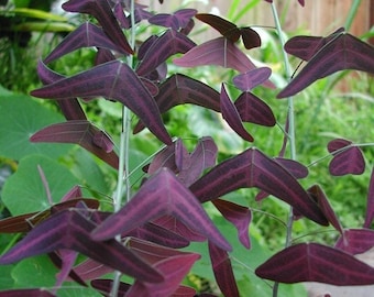 Organic Red Wing BUTTERFLY  Plant Bat Wing   Christia Vespertilionis Mariposa FRESH REAL organic Seeds