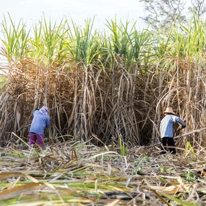 May include: Two people are harvesting sugarcane in a field. The sugarcane stalks are tall and green, and the people are wearing hats and long-sleeved shirts.
