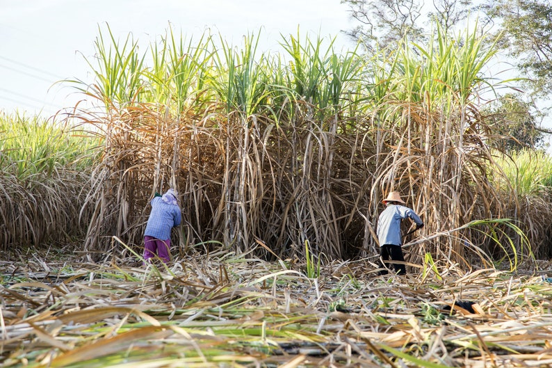 May include: Two people are harvesting sugarcane in a field. The sugarcane stalks are tall and green, and the people are wearing hats and long-sleeved shirts.