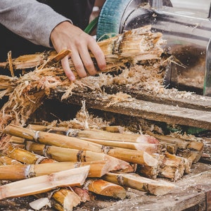 May include: A person is using a sugarcane press to extract juice from sugarcane stalks. The stalks are brown and have been cut into pieces. There are many pieces of sugarcane on the wooden surface.