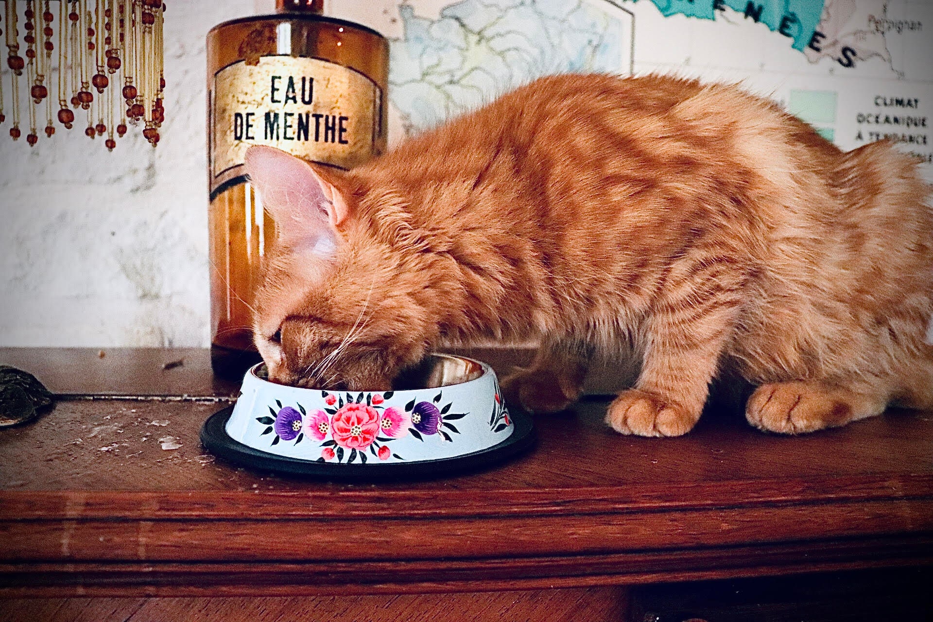 Unique cat food bowls cheap