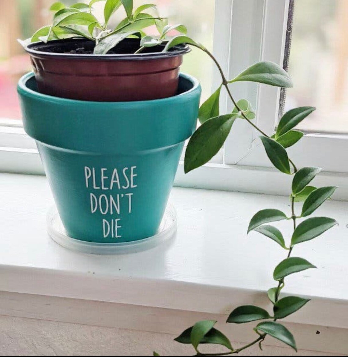 Please Dont Die Planter Painted Flower Pot Funny Planter Etsy