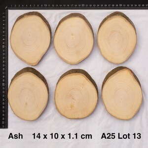 Clean Ash Wood Slices - Cookies - Craft - Coasters - Painting - Art
