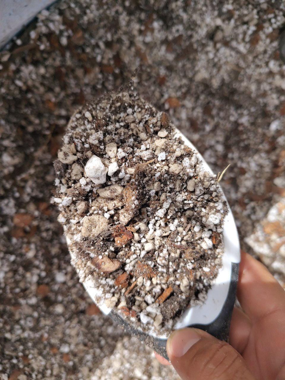 PlantIt Gritty Potting Mix for Succulents and Cacti