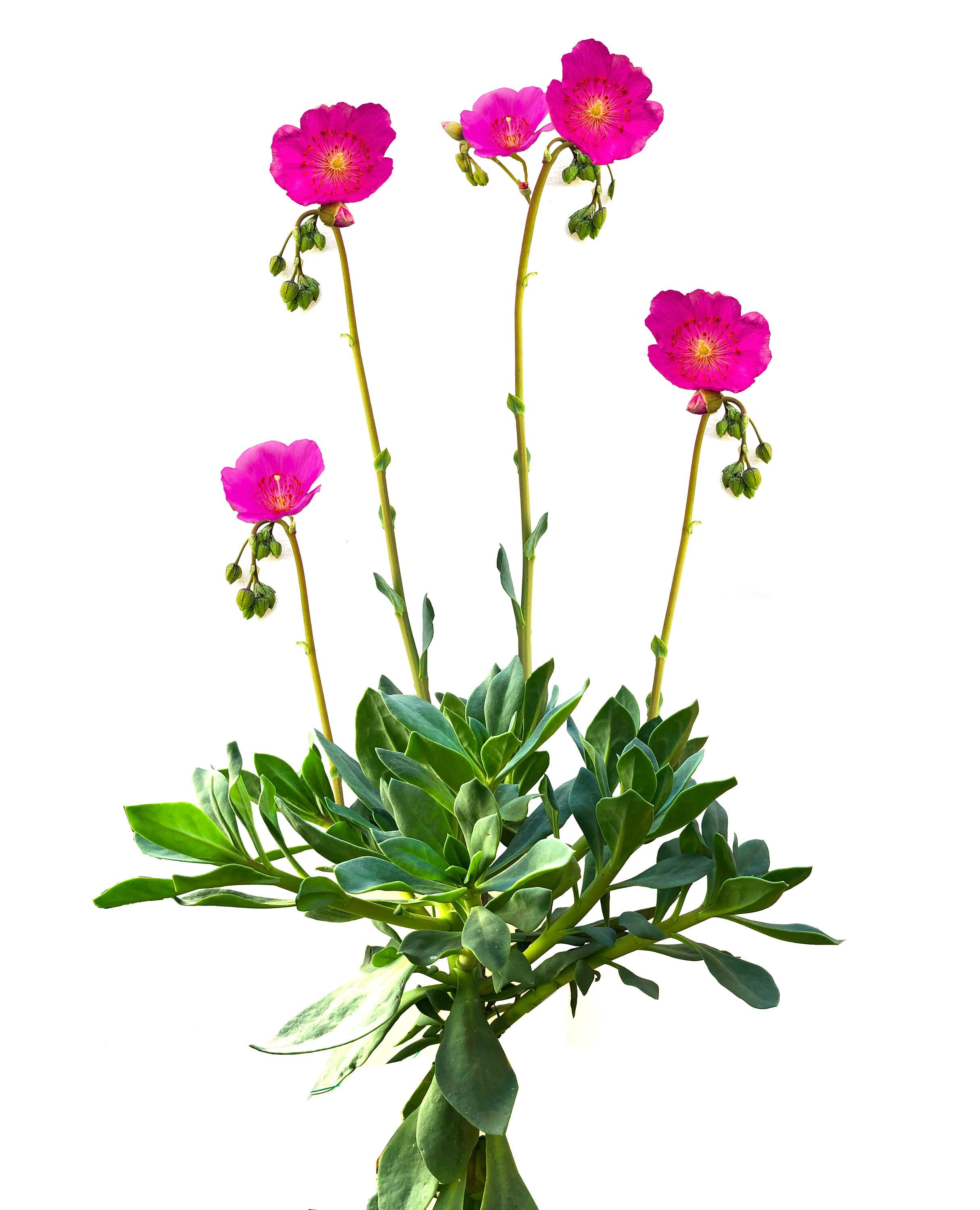Calandrinia Spectabilis (2 CUTTINGS) – Rock purslane – Calandrinia gr…