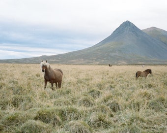 Icelandic Horses Film Photo