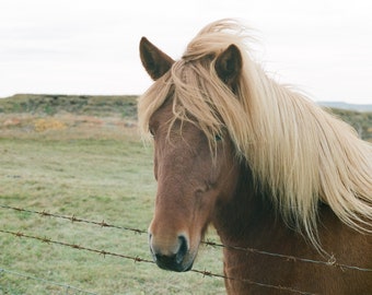 Icelandic Horse Film Photo