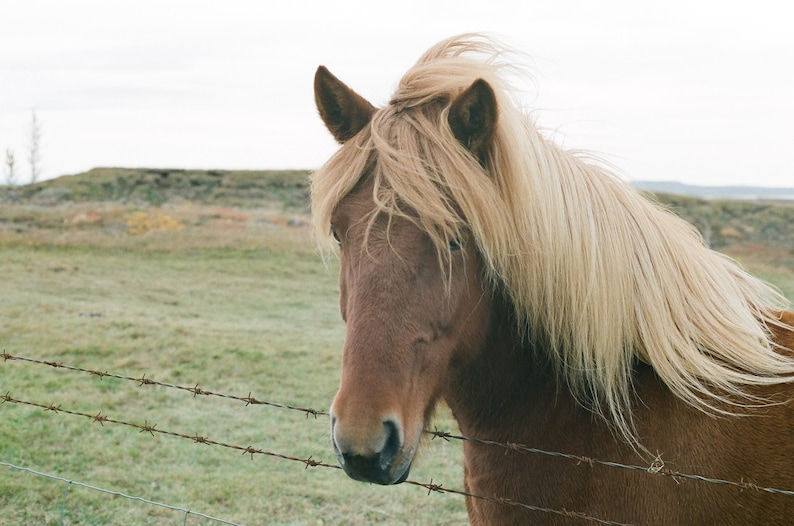 Icelandic Horse Film Photo imagem 1