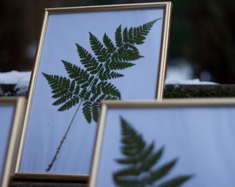 Picture with real dried leaves and gold frame fern leaf, large