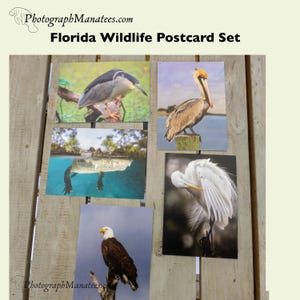 Florida Wildtiere Foto-Postkarten-Karten-Set 5 Bilder Vögel Reiher Alligator Weißkopfseeadler Pelikan Küsten Marine Notecard Sammlung