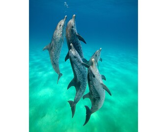 Spotted Dolphin Photographic Print on thin Aluminum - Stunning metal Underwater Photography Art Prints Wall Art