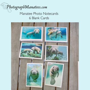 Notecards Greeting Cards Manatee Foto Sie aus 6 verschiedenen Bildern auswählen Blank Grußkarten mit Umschlägen Florida Geschenkkarten Postkarte