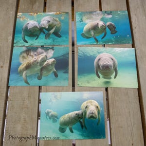 Seekuh-Foto-Postkarten-Kartensatz 5 Bilder niedliche Babyseekuh Floridawildlebende Küsten marine gefährdete Arten Anmerkungskarten-Sammlung