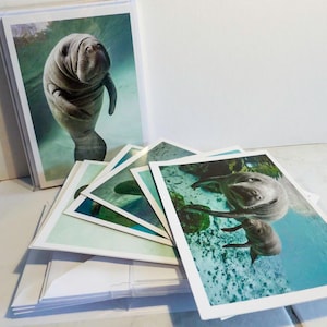 Manatee Photo Card Grußkarten Set 6 verschiedene Blanko Grußkarten mit Kuverts in Klarsichtbox Seekuh Foto Postkarte Postkarte