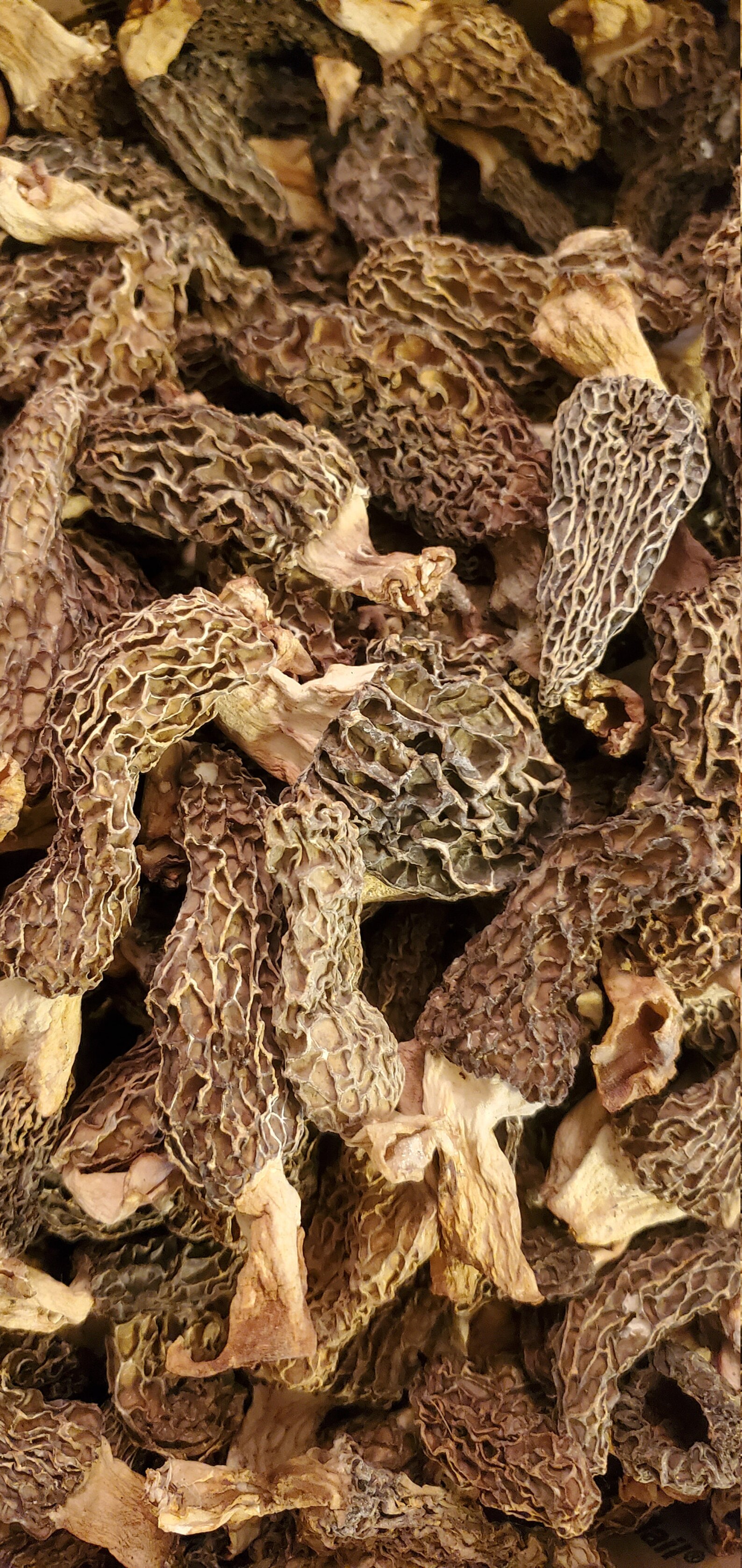 Sun Dried Morel Mushrooms Beyond Organic Forest Harvested Etsy