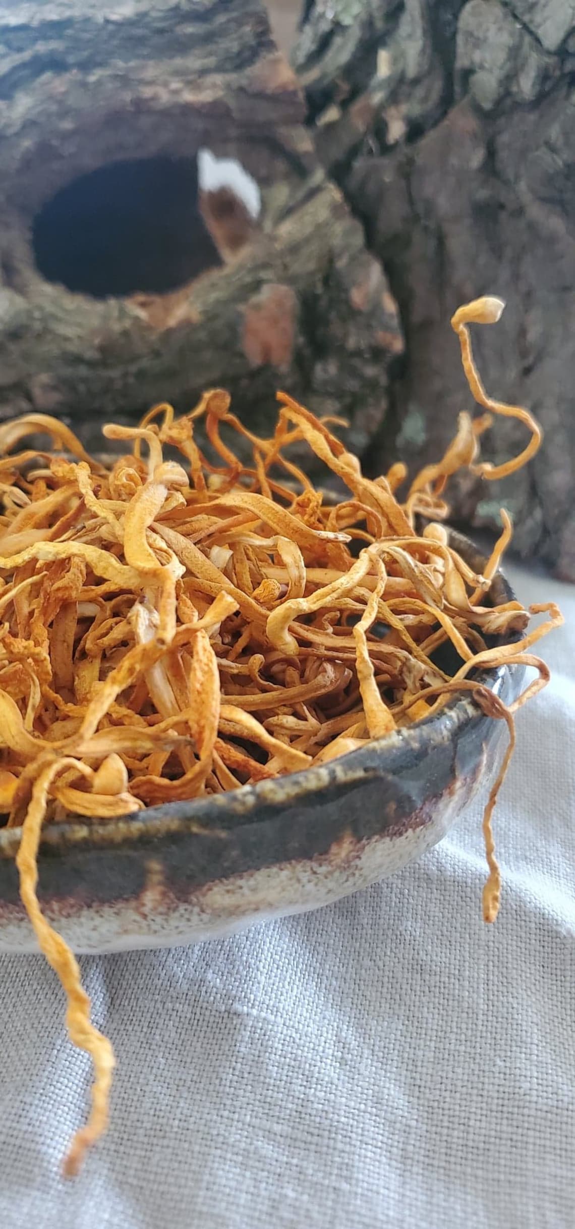 Cordyceps Militaris Mushroom Whole Dried Fruiting body ORGANIC Etsy