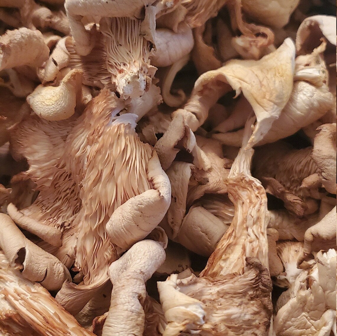 Dried White Oyster Mushroom Organic Whole Wild Ethically Etsy