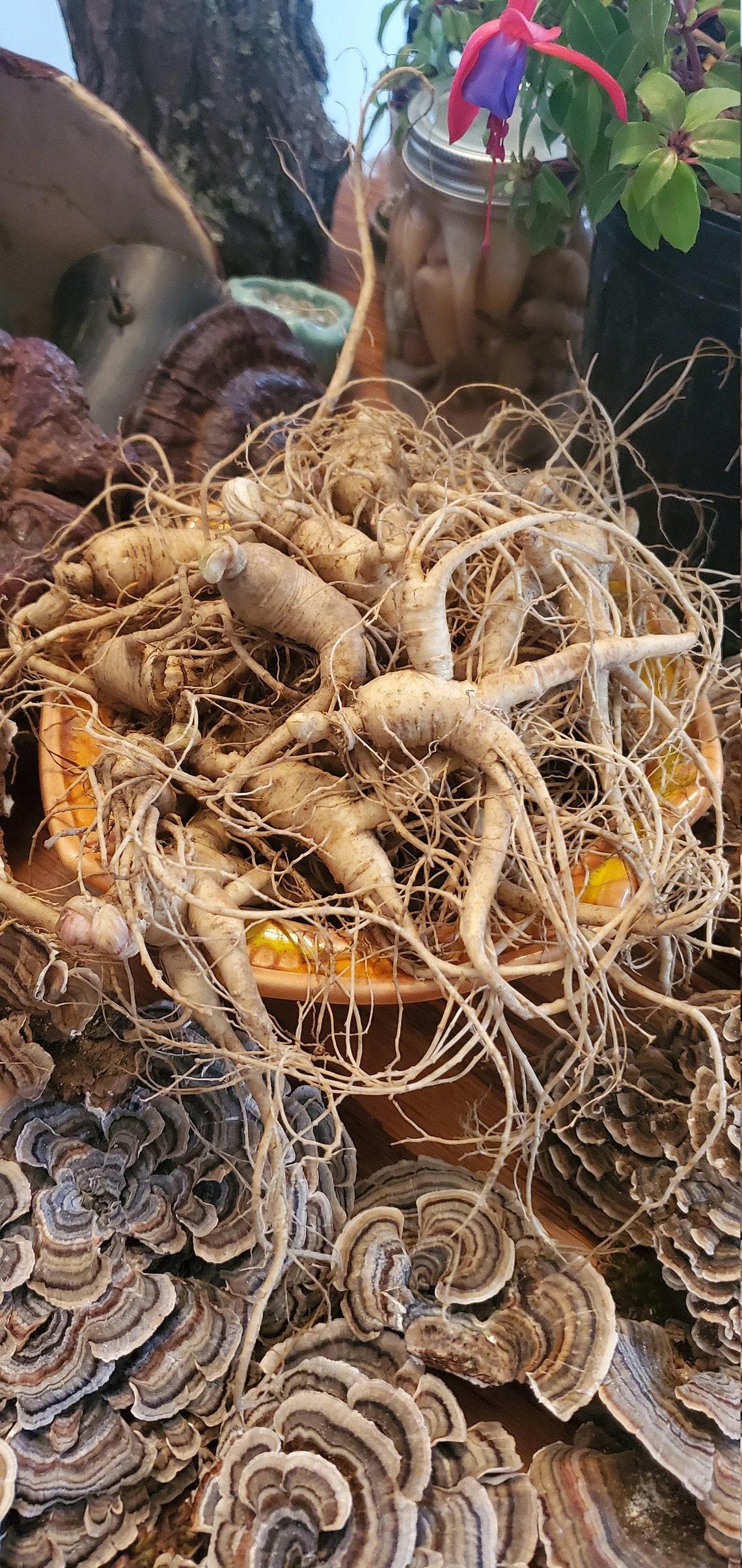 North American Ginseng Root Whole Dry Native Panax Etsy