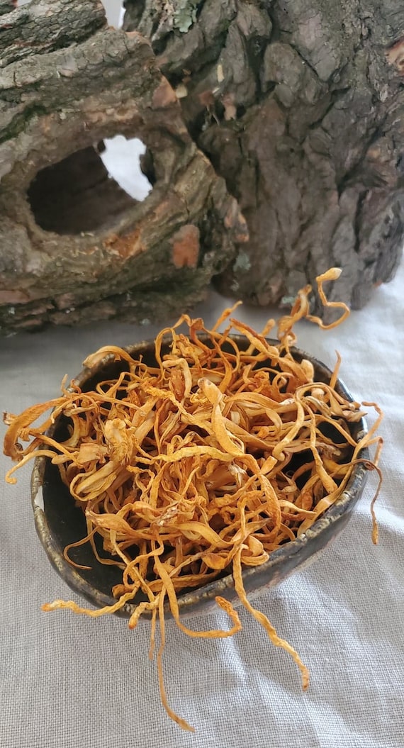 Cordyceps Militaris Mushroom Whole Dried Fruiting Body ORGANIC Etsy