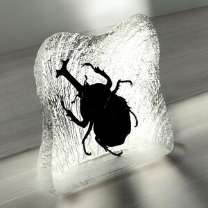 Real Rhinoceros Beetle