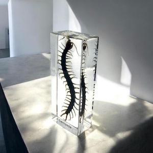 Centipede Paperweight  4.3x1.7x1.1 in