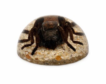 Tarantula on Rocks Half-Dome Paperweight ɸ2.5x1.3 in