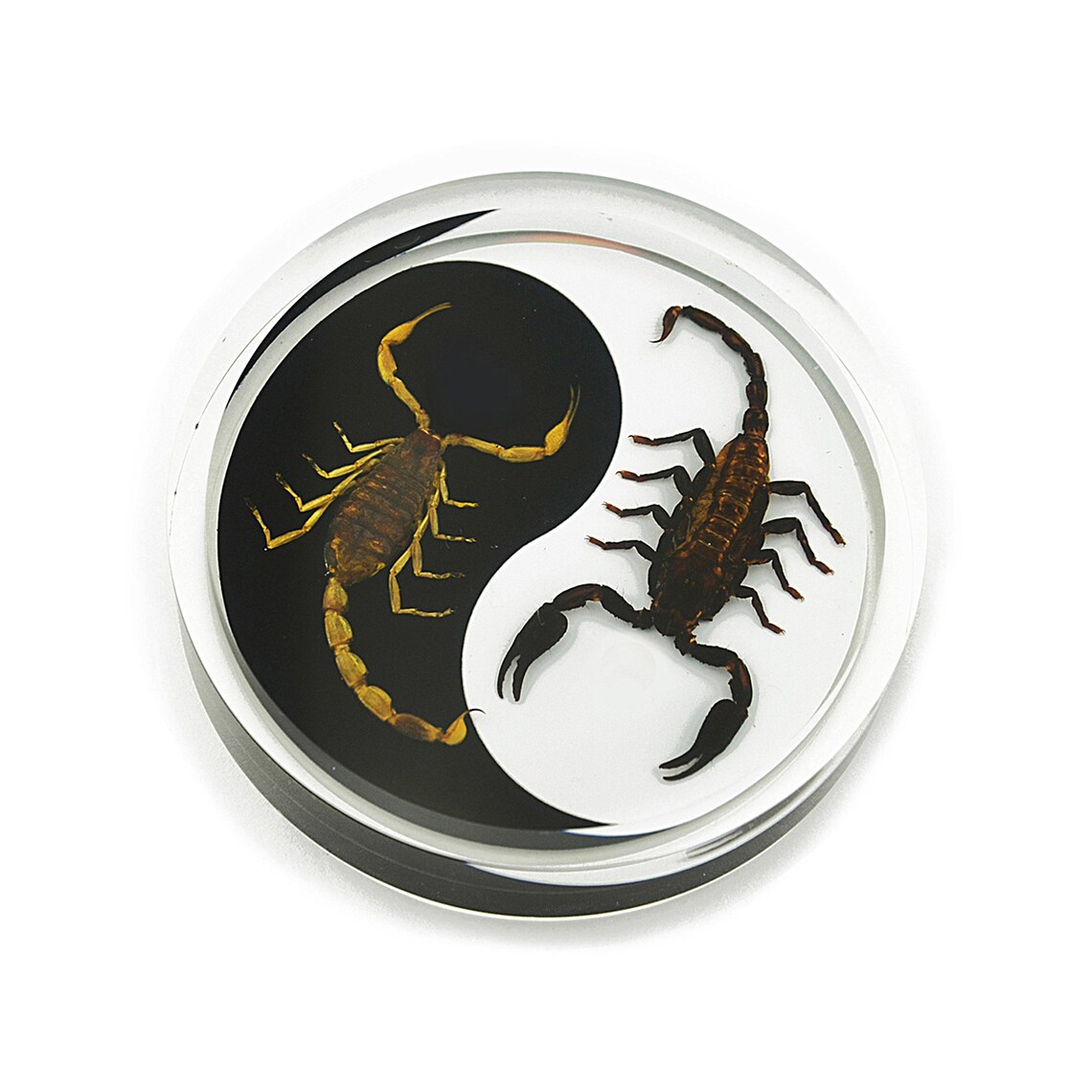 Scorpion Yin Yang Paperweight 3.4x3.4x0.8 In | Etsy