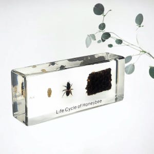 Life Cycles of Honeybee