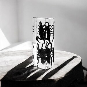 Tarantula VS Black Scorpion Paperweight  4.3x1.7x1.1 in