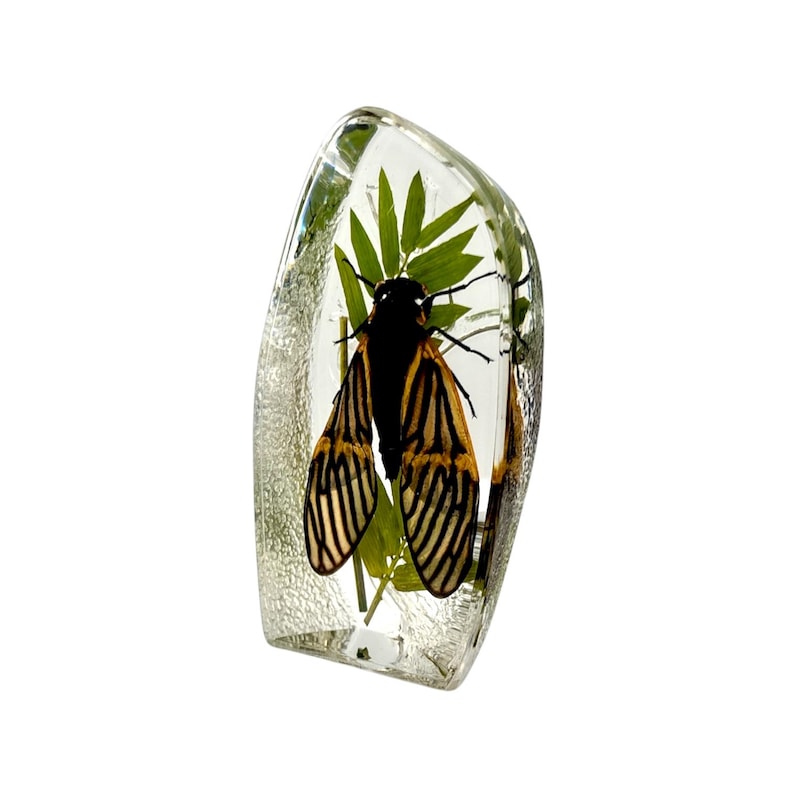Real Tigroid Cicada Paperweight – Encased Resin Insect Specimen - Etsy