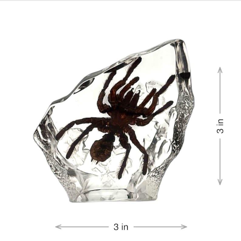 Real Tarantula in Resin – Encased Insect Specimen – Oddities ...