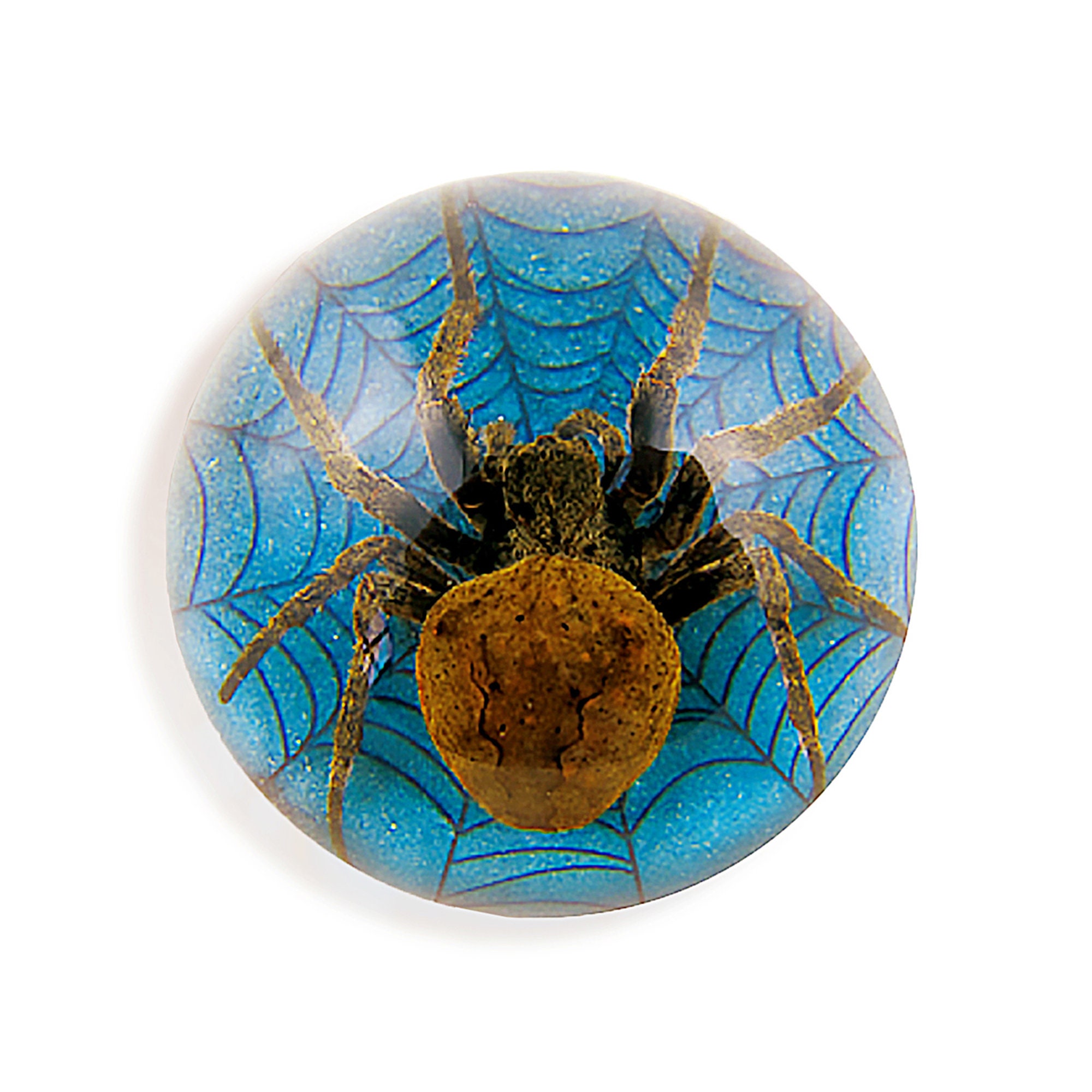 Spider Half Dome Paperweight ɸ2.5x1.3 In Etsy