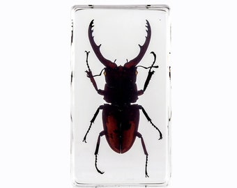 Blackish Stag Beetle Paperweight  2.9x1.6x1 in