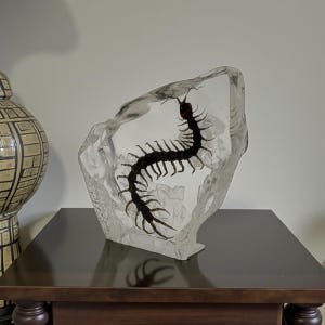 May include: A clear resin sculpture featuring a preserved centipede. The dark brown insect is encased within a clear, irregularly shaped block. The sculpture is displayed on a dark brown wooden surface.