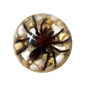 Real Tarantula Half Dome Paperweight  ɸ4x2 in