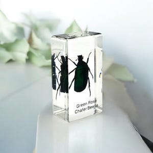 Green Rose Chafer Beetle Paperweight  2.9x1.6x1 in